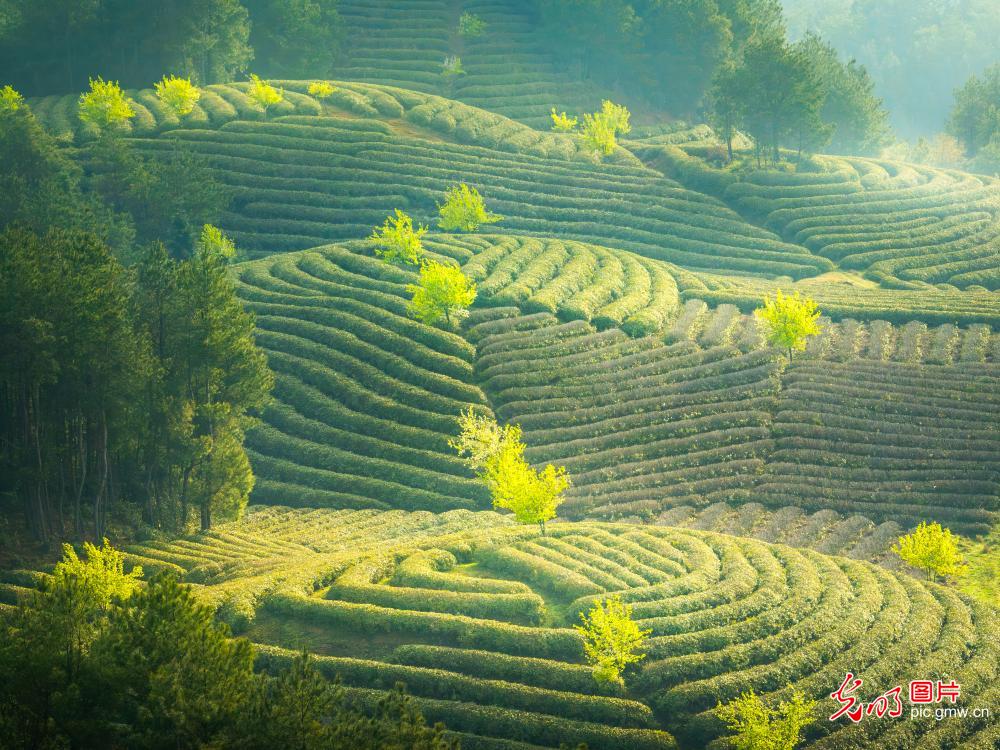 In pics: Tea garden in SW China's Chongqing