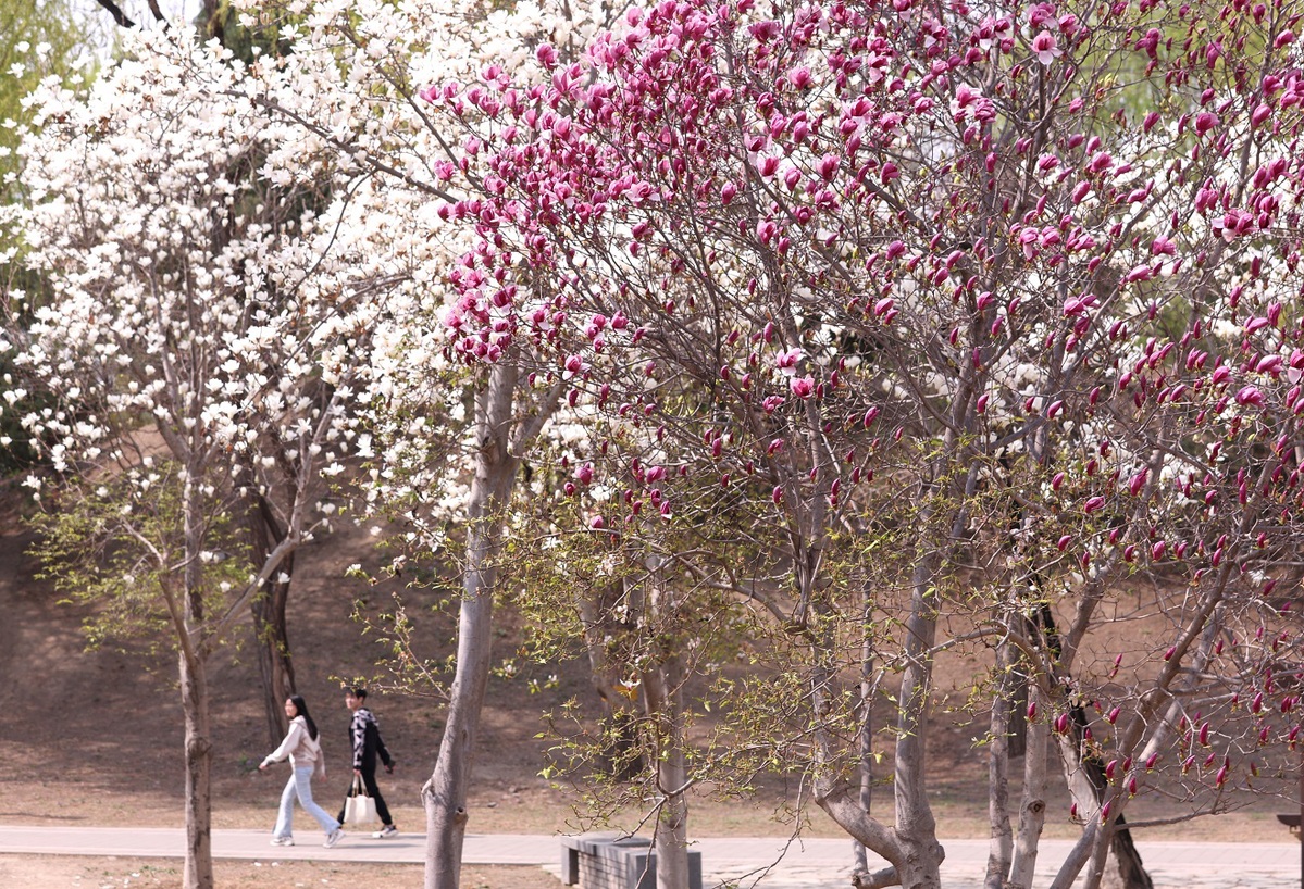 Beijing celebrates arrival of spring with Spring Outing Festival