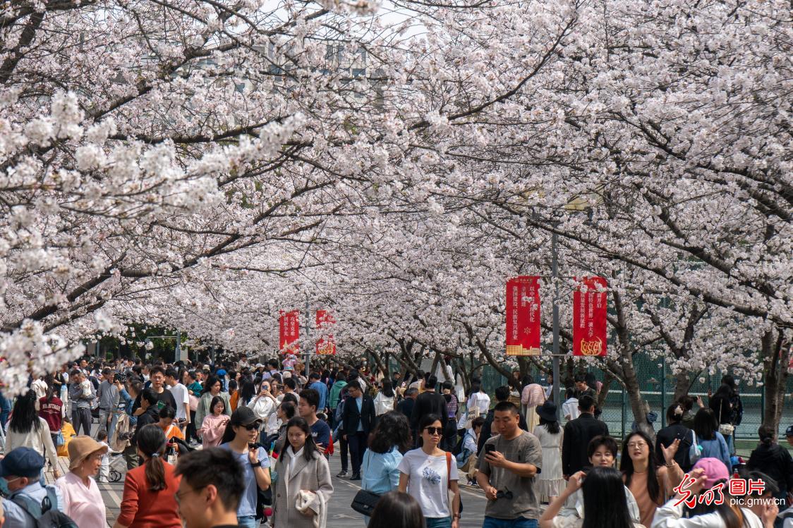 Cherry blossoms in full bloom at Tongji University in Shanghai