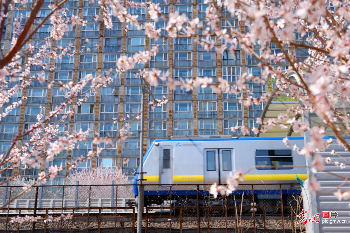 Beijing: “Train to spring” departs