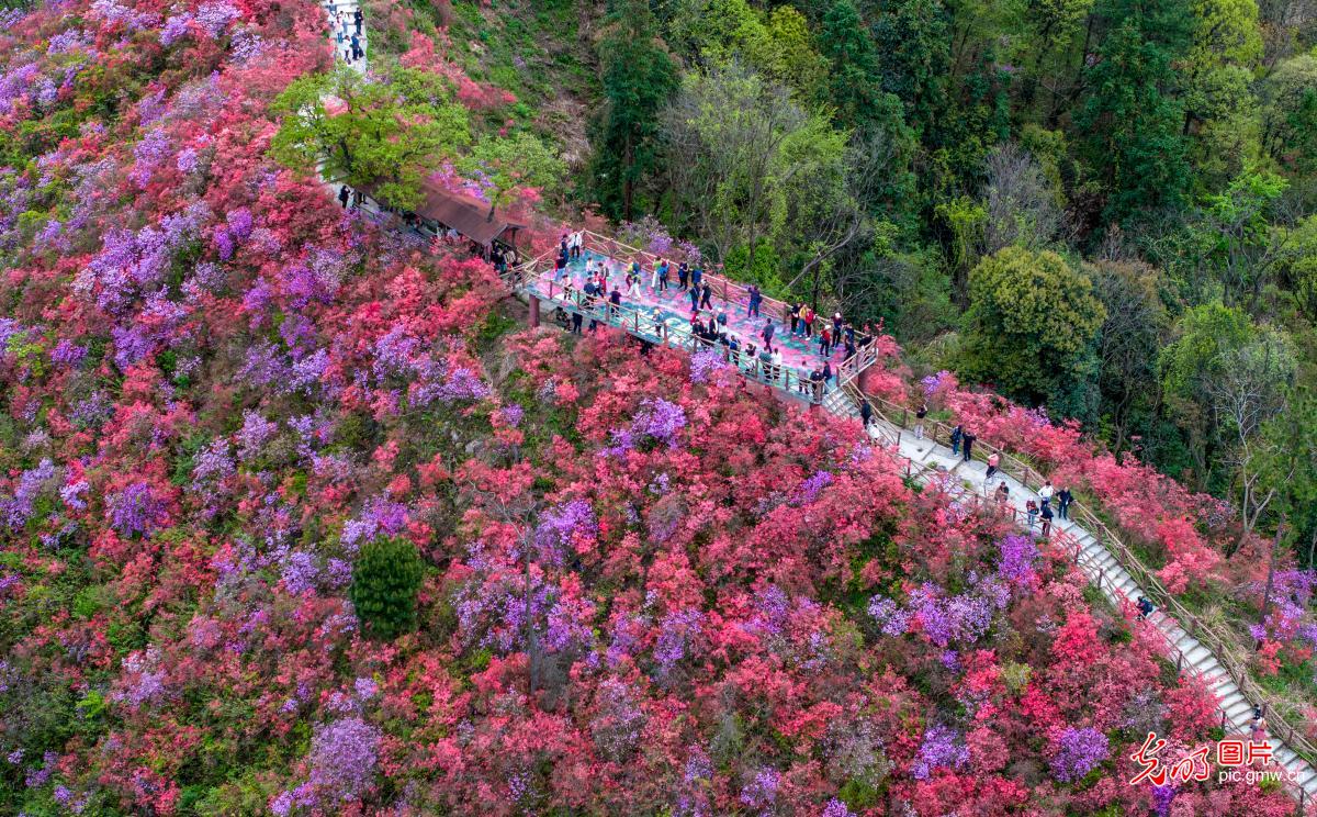 Fragrance of red alpine azaleas attracts tourists