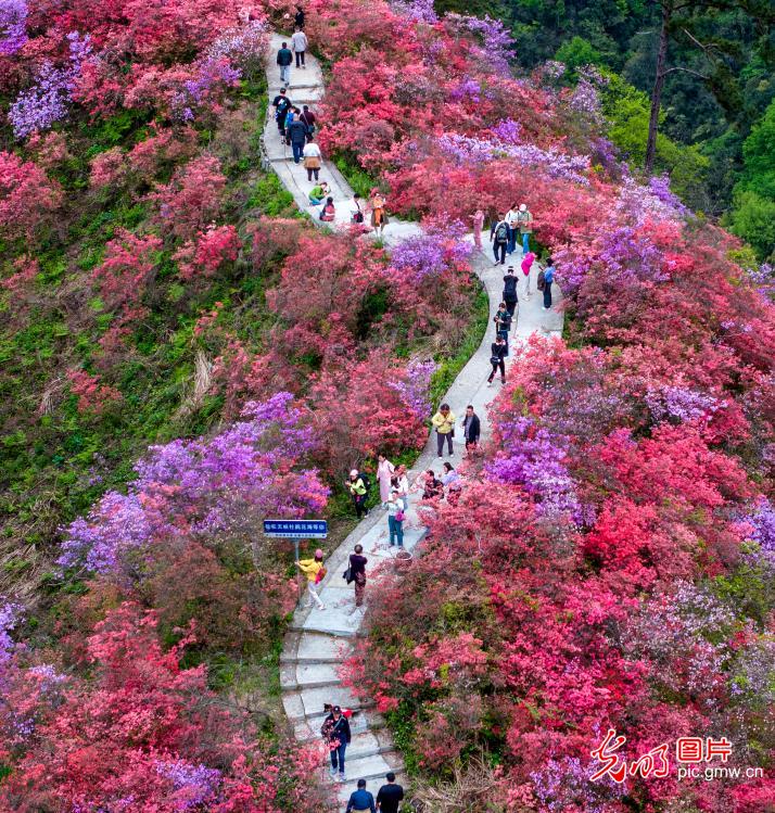 Fragrance of red alpine azaleas attracts tourists