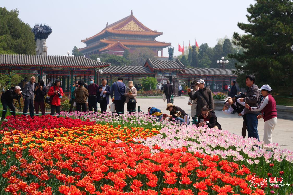 Tulips blooming in Zhongshan Park in Beijing