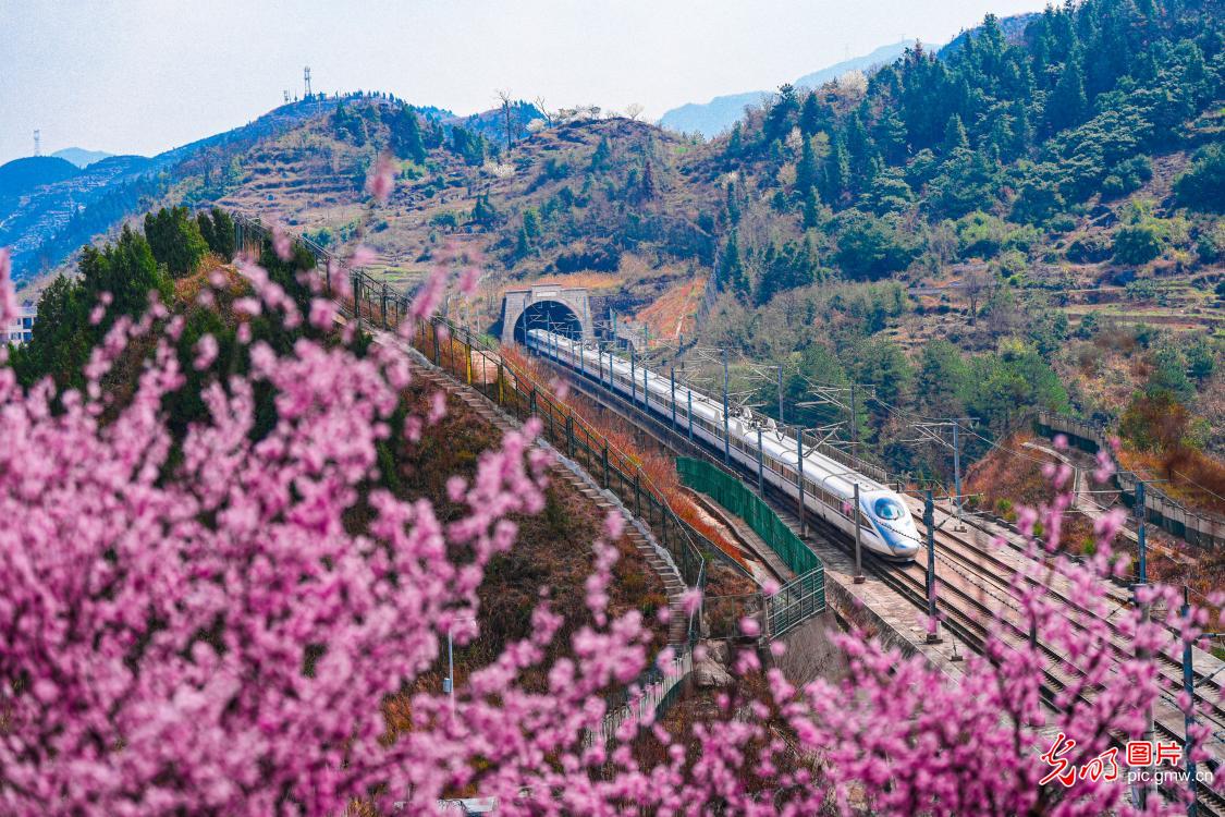 Trains travel in flower seas, driving towards spring