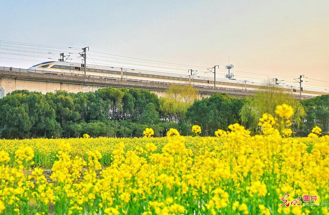 Trains travel in flower seas, driving towards spring