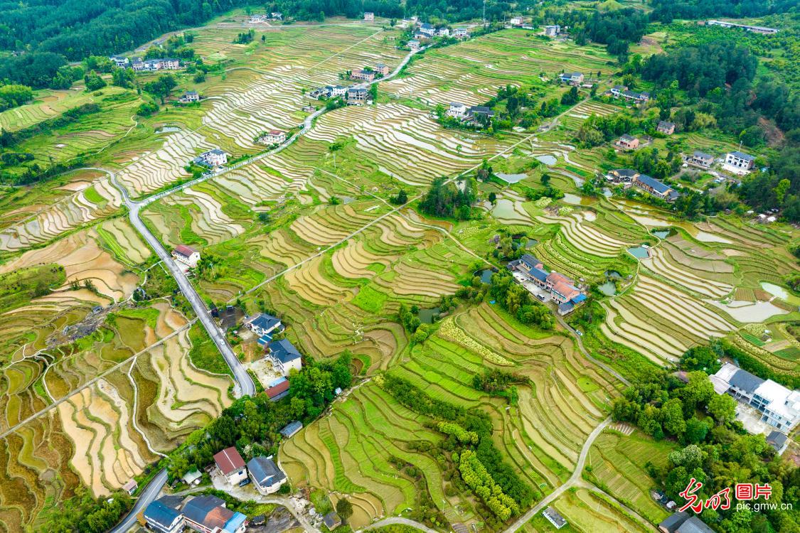 Hills of rice paddies full of green