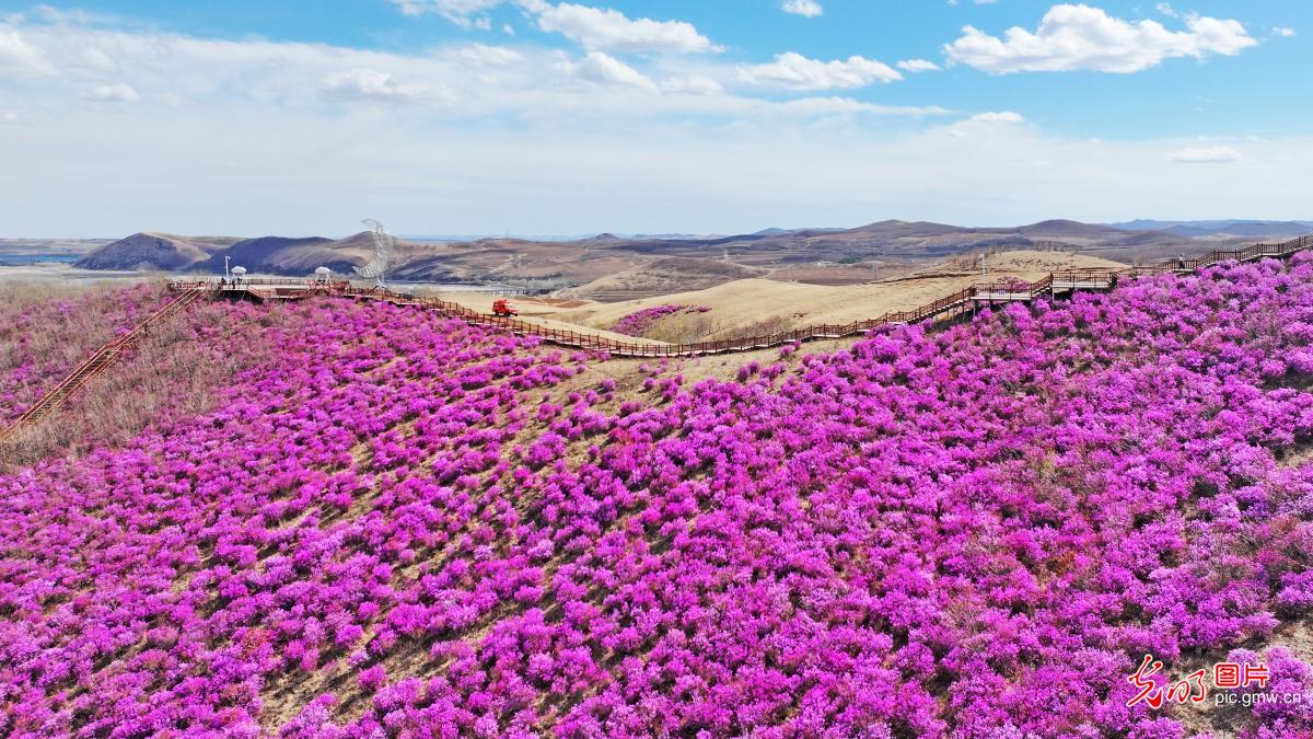 Sea of azaleas in spring