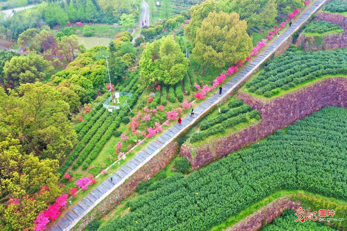 Beautiful scenery of spring tea garden