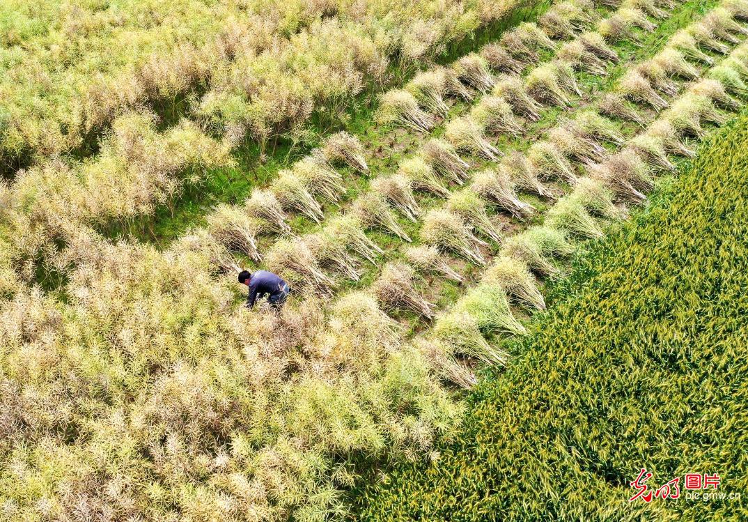 Rapeseed scythed and harvested in E China's Anhui