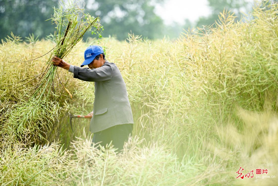 Rapeseed scythed and harvested in E China's Anhui