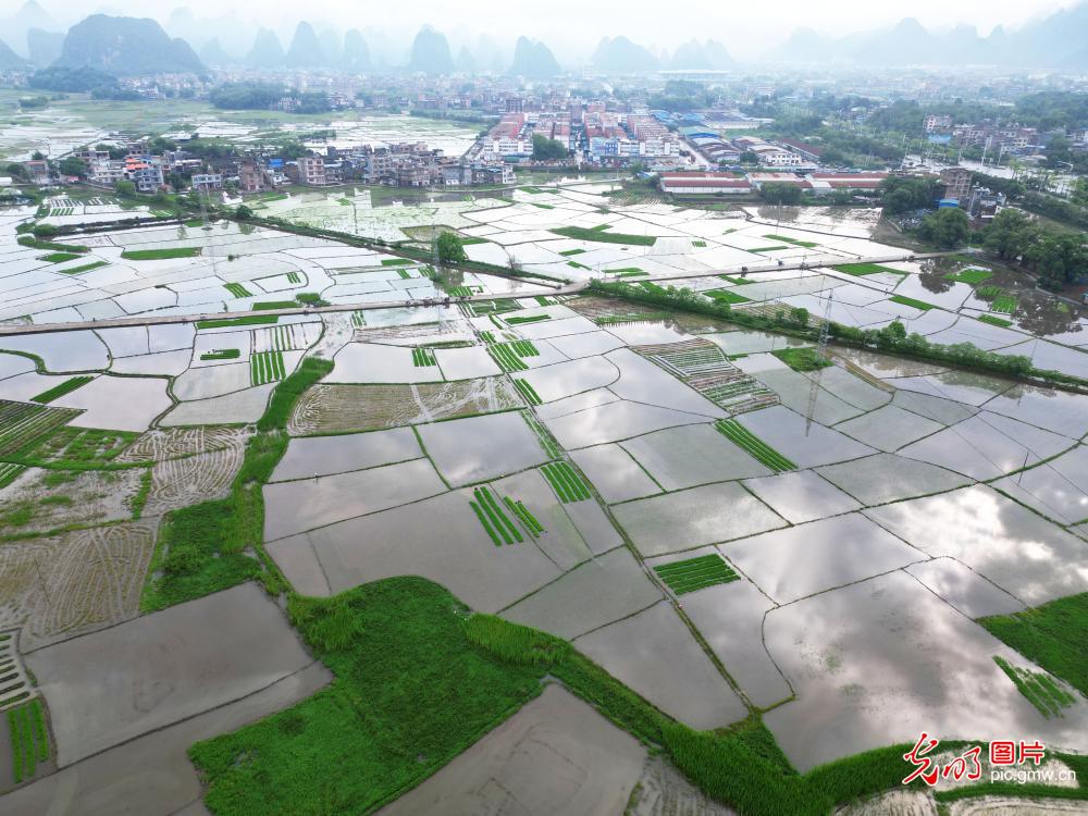 Paddy field in S China's Guangxi