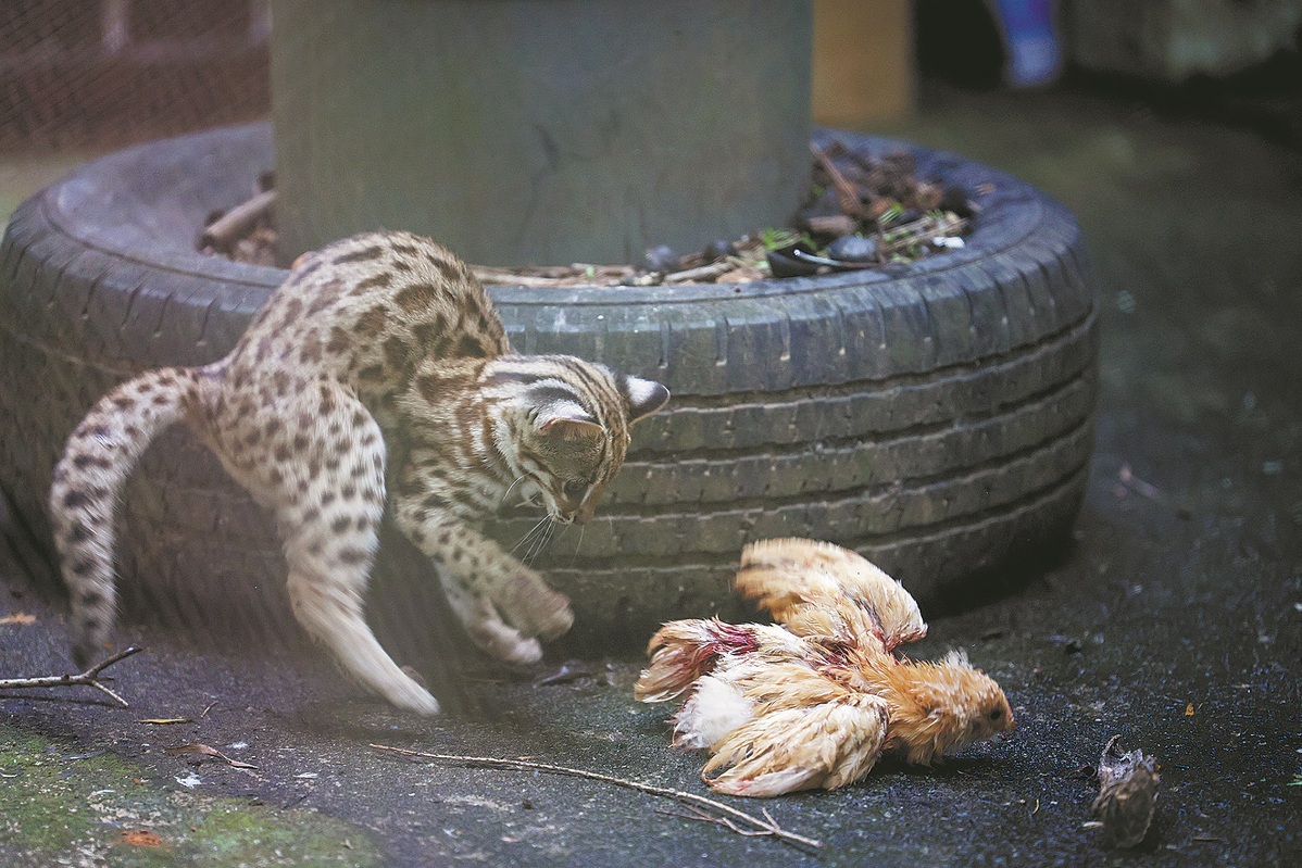 Rescued leopard cat returned to wild habitat