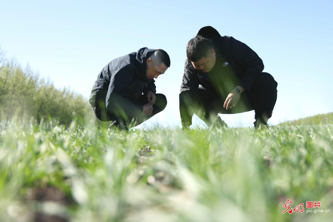 Wheat seedling pressing in NE China's Heilongjiang