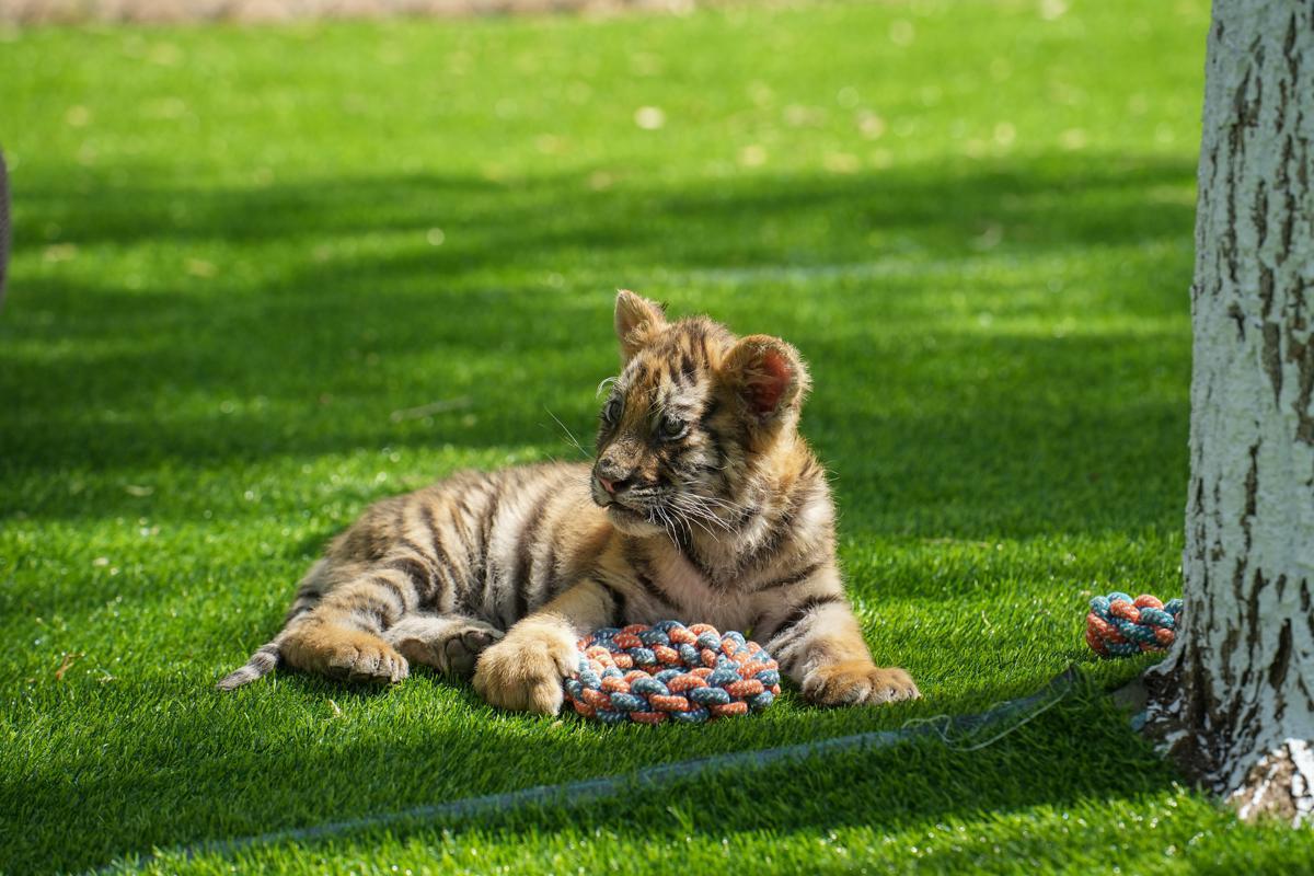 Siberian tiger cubs flourish in Chinese breeding centers