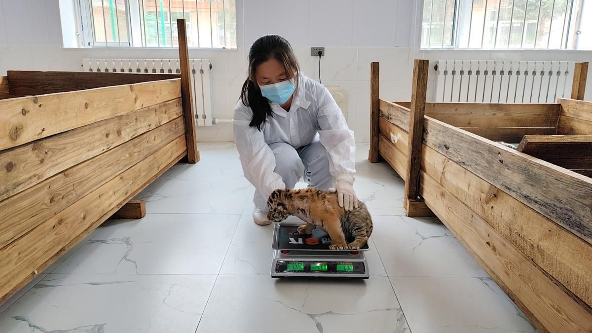 Siberian tiger cubs flourish in Chinese breeding centers