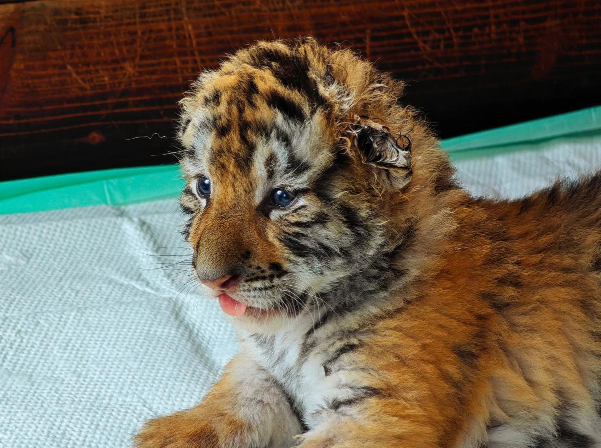 Siberian tiger cubs flourish in Chinese breeding centers