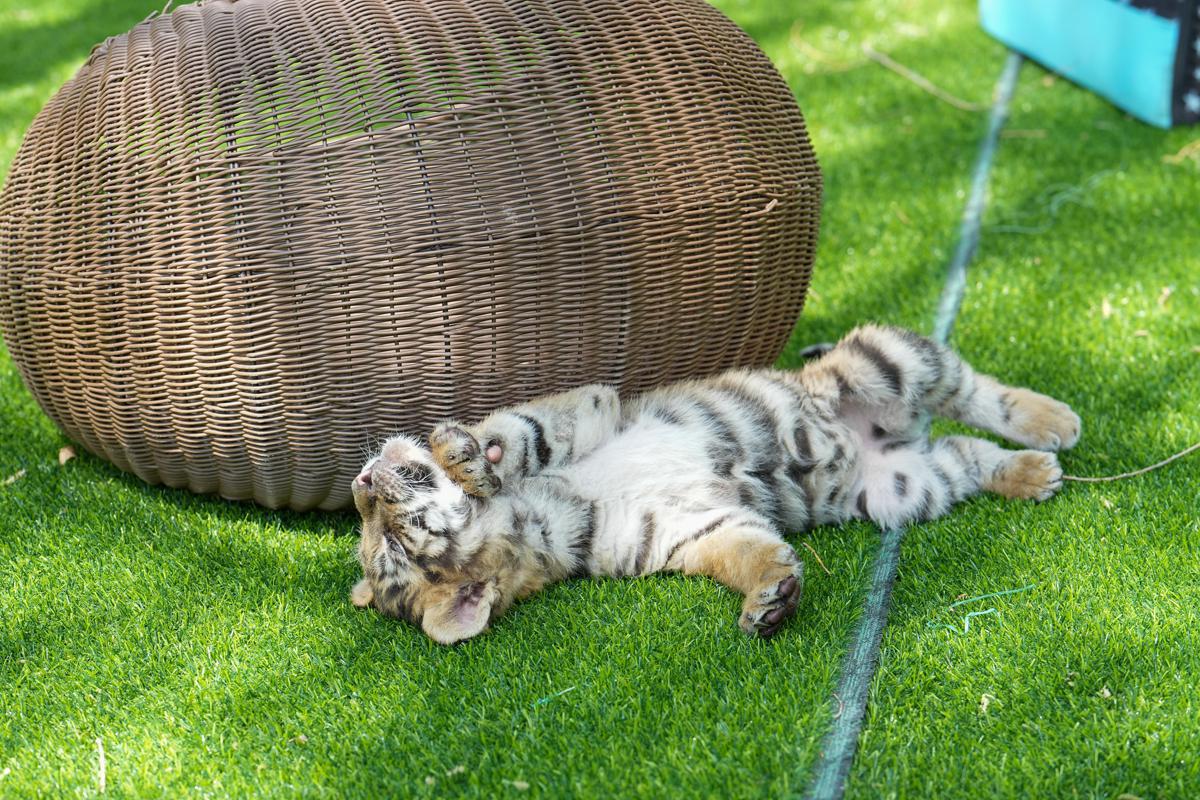 Siberian tiger cubs flourish in Chinese breeding centers