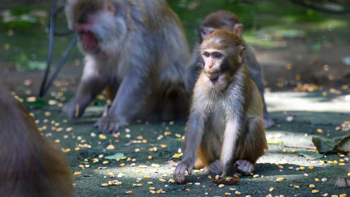 Adorable macaque twins surprise wildlife enthusiasts