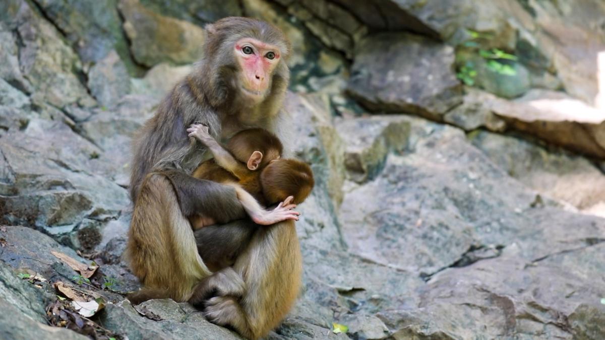 Adorable macaque twins surprise wildlife enthusiasts