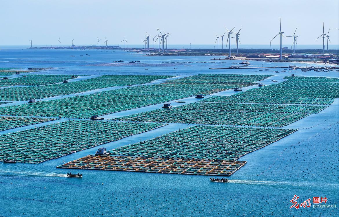 Marine farming in E China's Shandong
