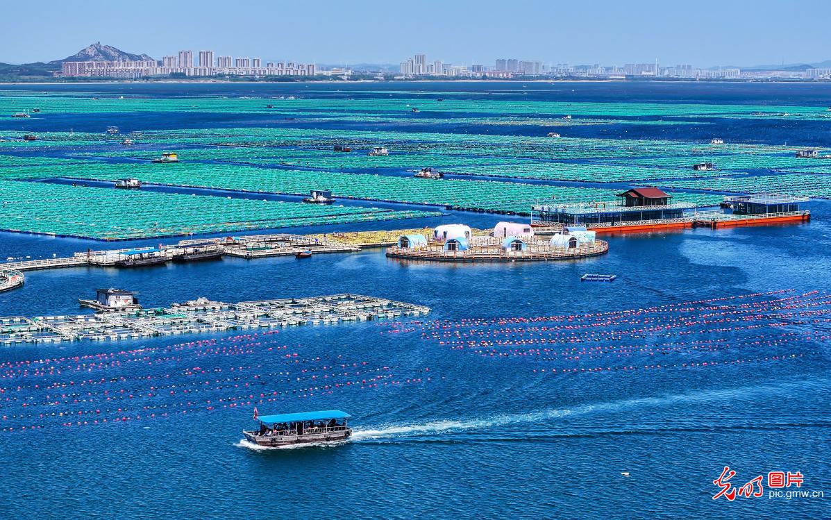 Marine farming in E China's Shandong