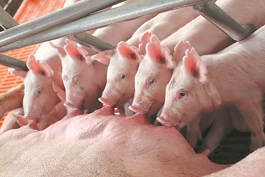 Hog breeding system reduces import reliance