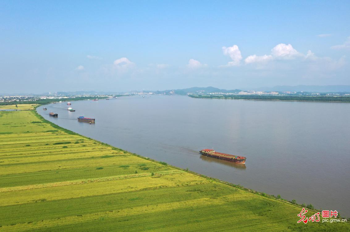 Ecological scroll along the Yangtze River shoreline