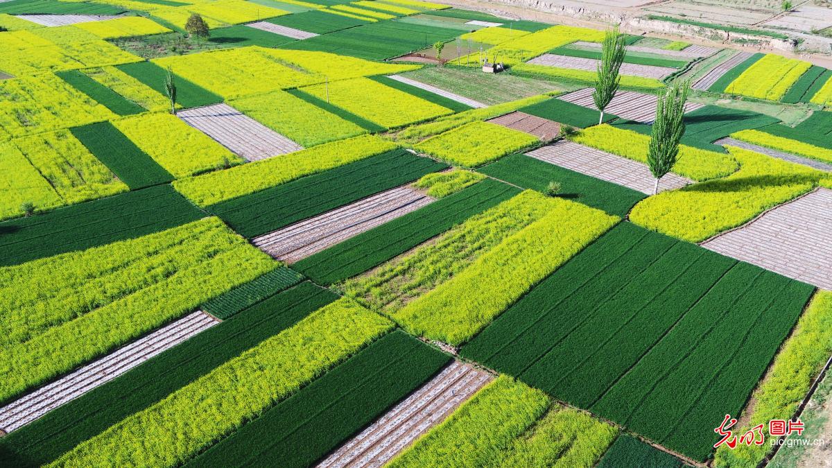 Beautiful countryside adorned with blooming rapeseed flowers in NW China’s Gansu