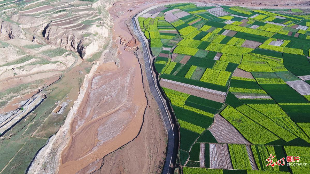 Beautiful countryside adorned with blooming rapeseed flowers in NW China’s Gansu