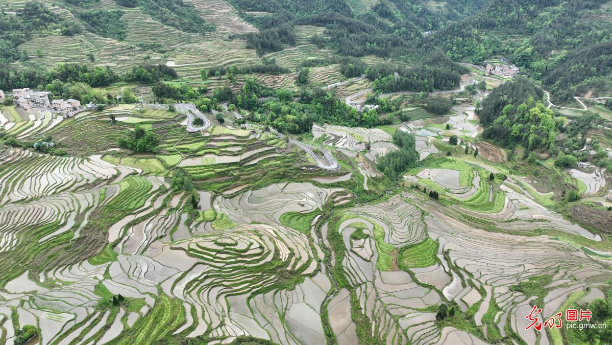 High mountain terraces in SW China’s Chongqing