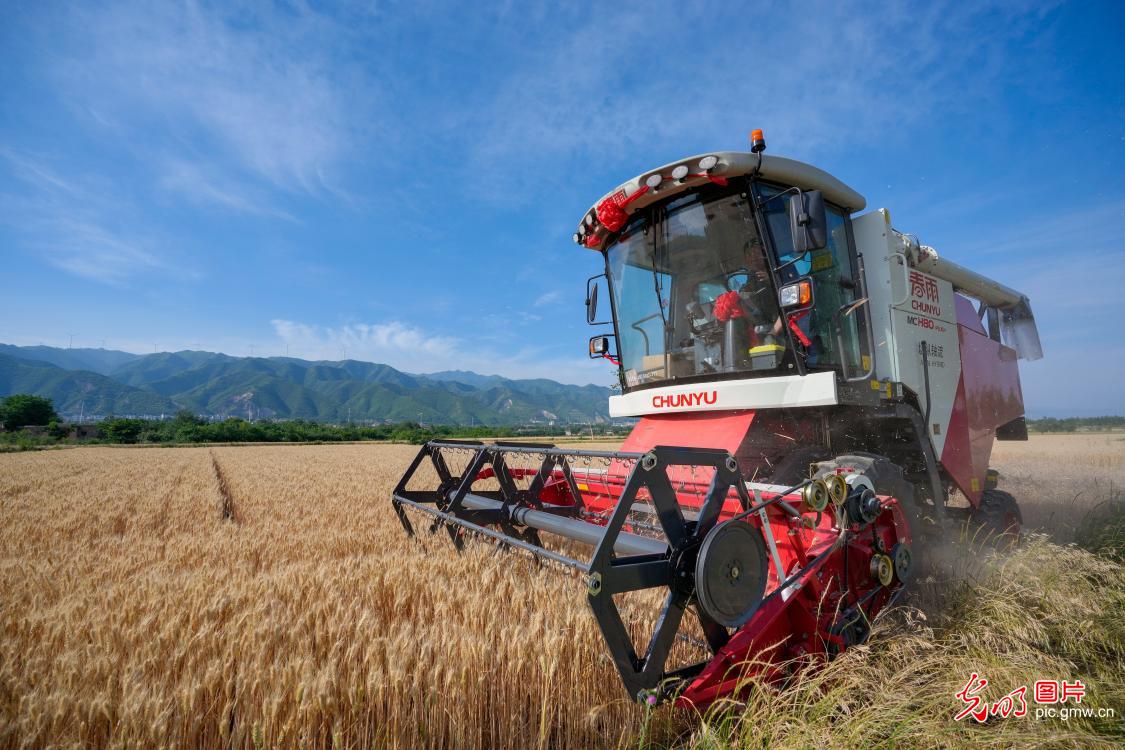 Wheat harvest in full swing in N China’s Shanxi