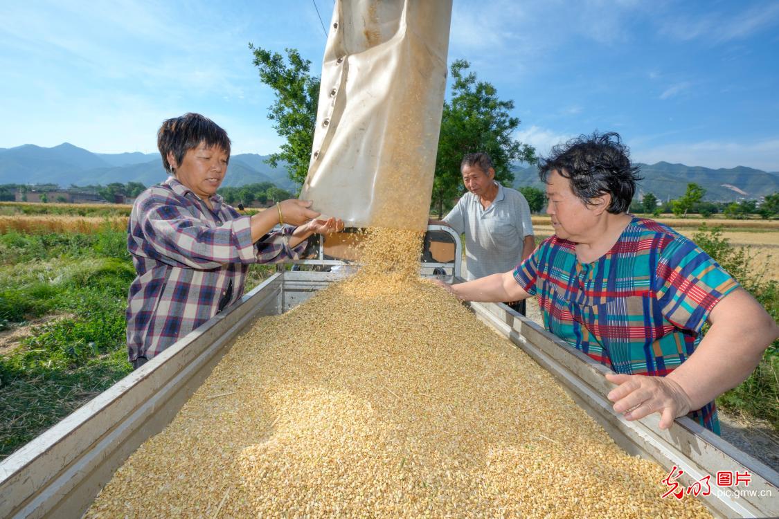 Wheat harvest in full swing in N China’s Shanxi