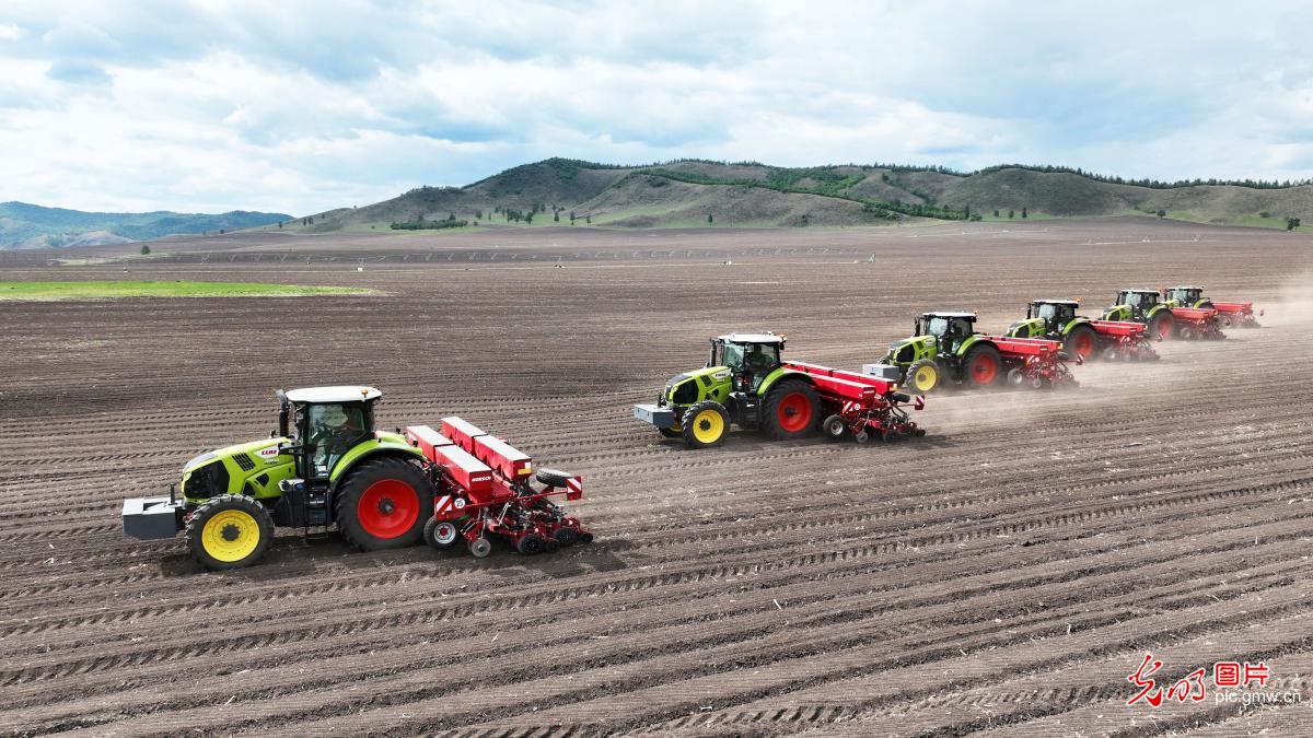 Advanced agricultural techniques enhance soybean planting in Hulunbuir, Inner Mongolia