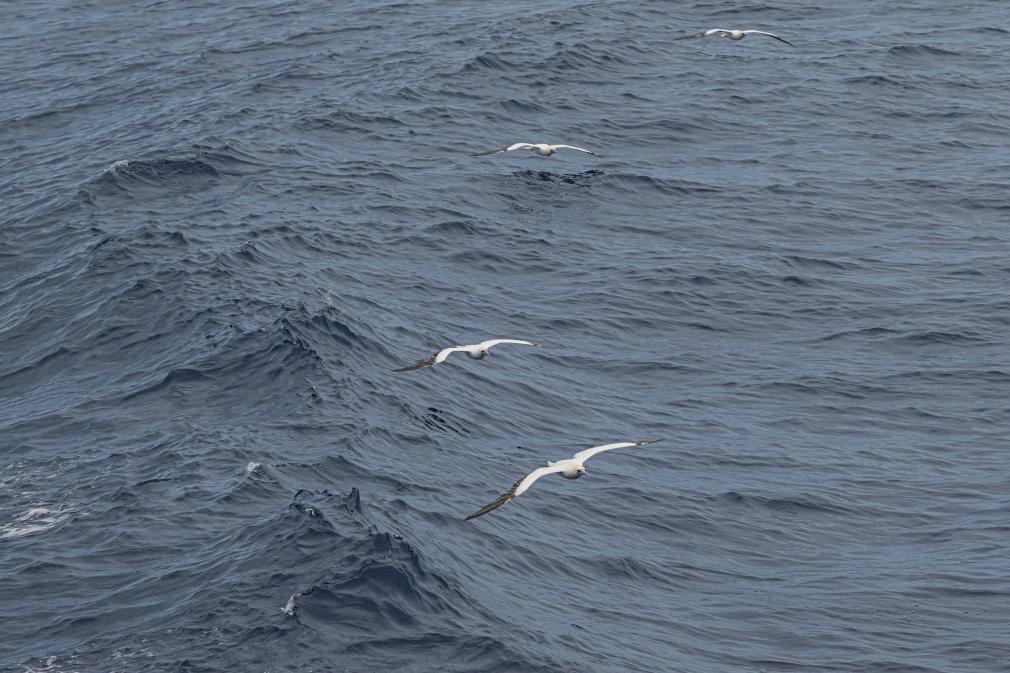 Red-footed boobies seen hunting flying fish in South China Sea