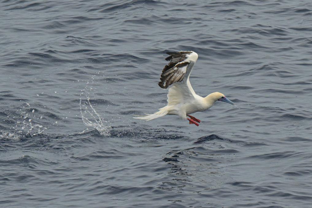 Red-footed boobies seen hunting flying fish in South China Sea