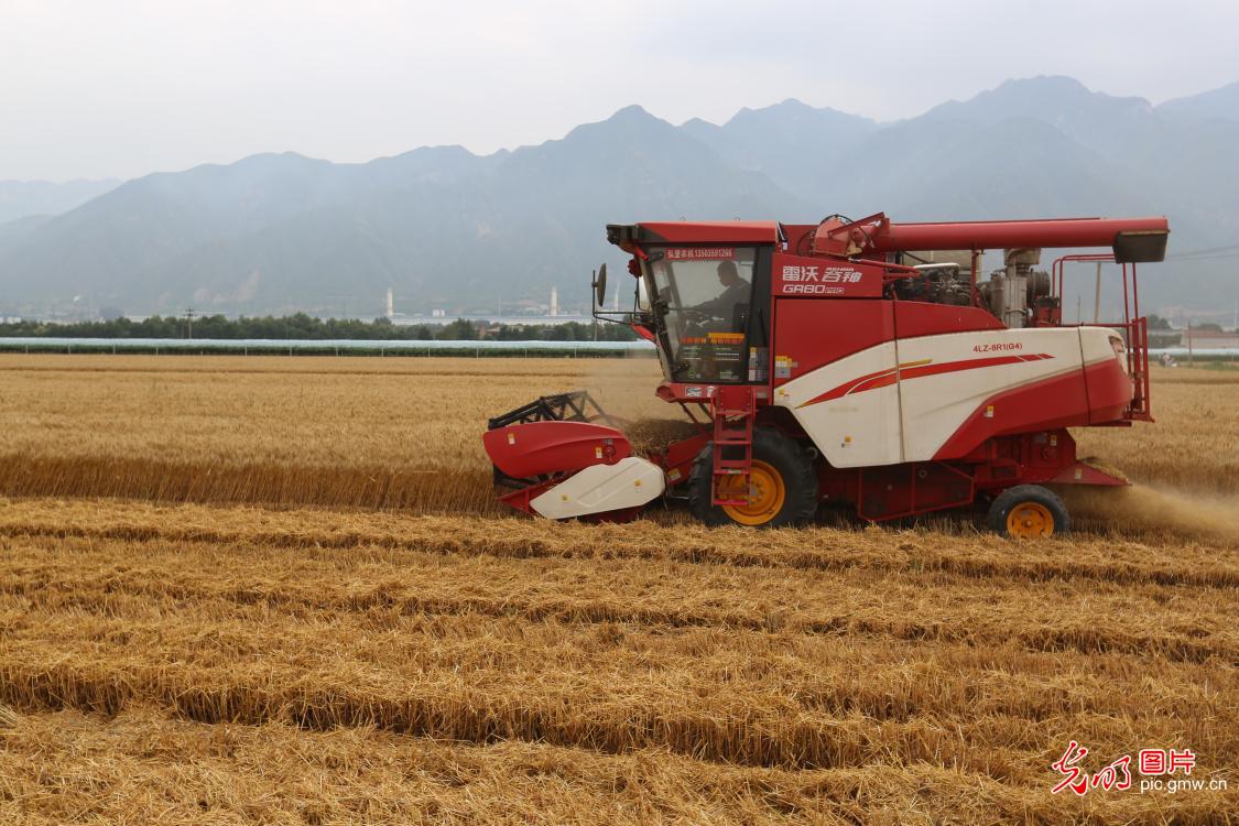 Summer wheat harvest starts in China