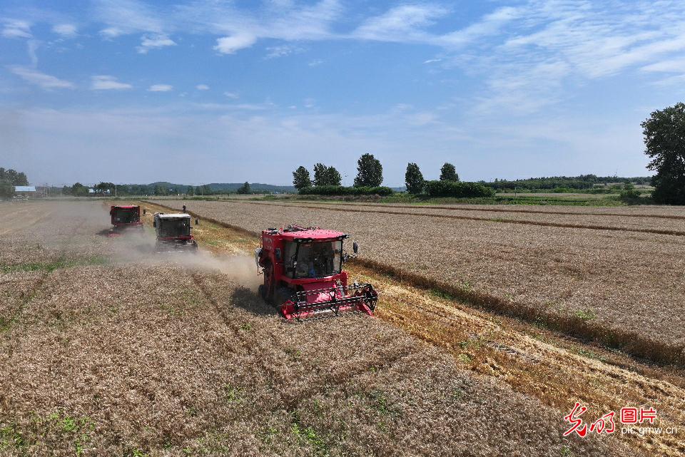 Summer wheat harvest starts in China