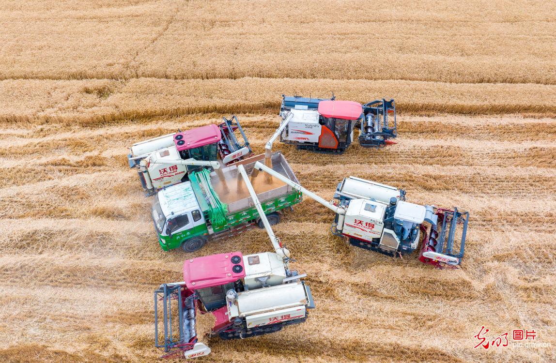 Summer wheat harvest starts in China