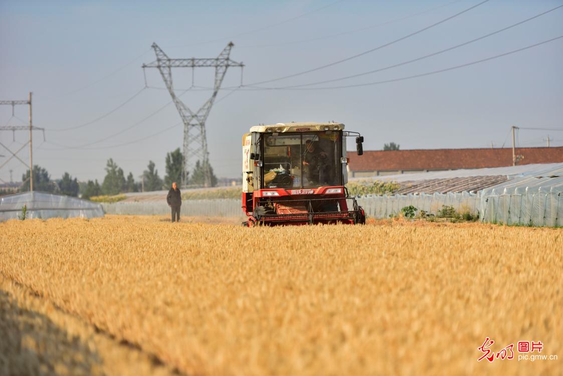 Summer wheat harvest starts in China