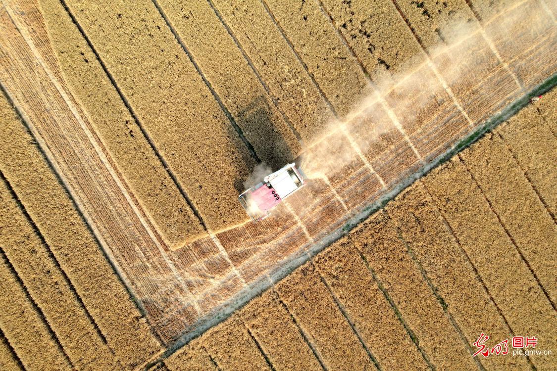 Summer wheat harvest starts in China