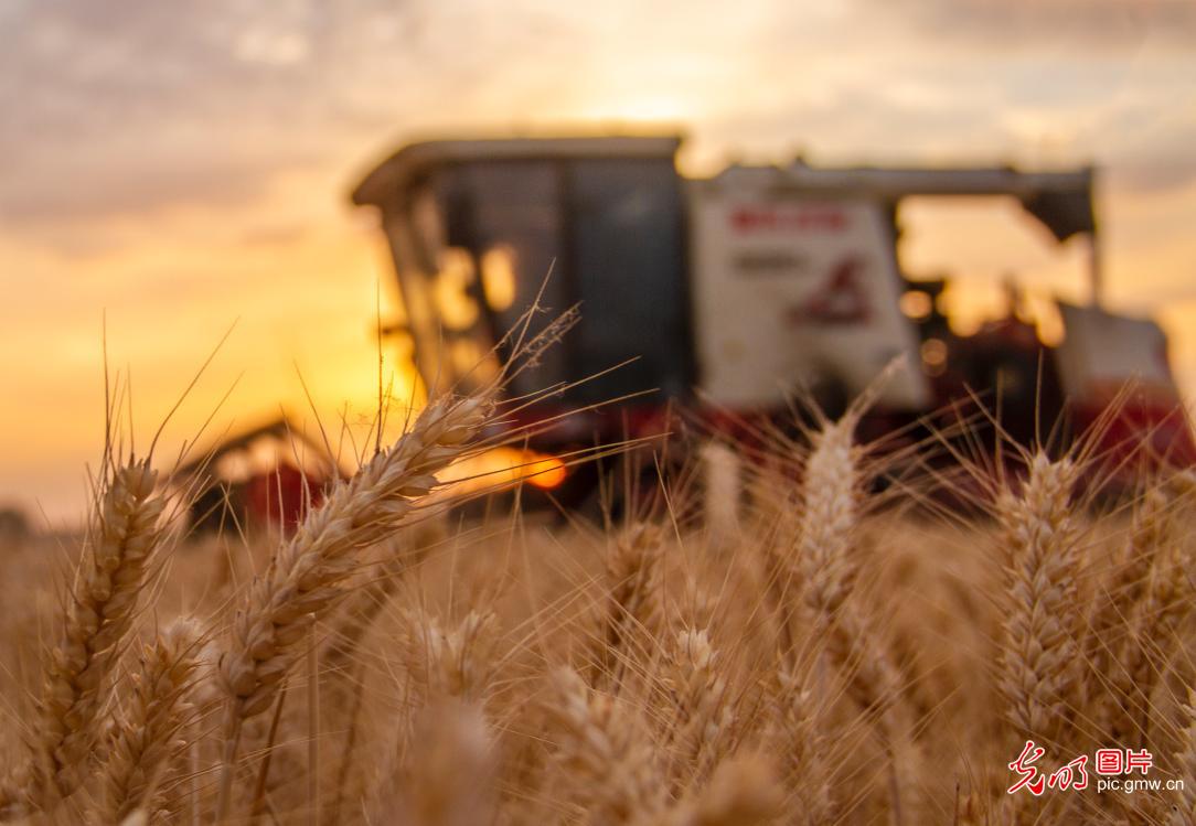 Summer wheat harvest starts in China