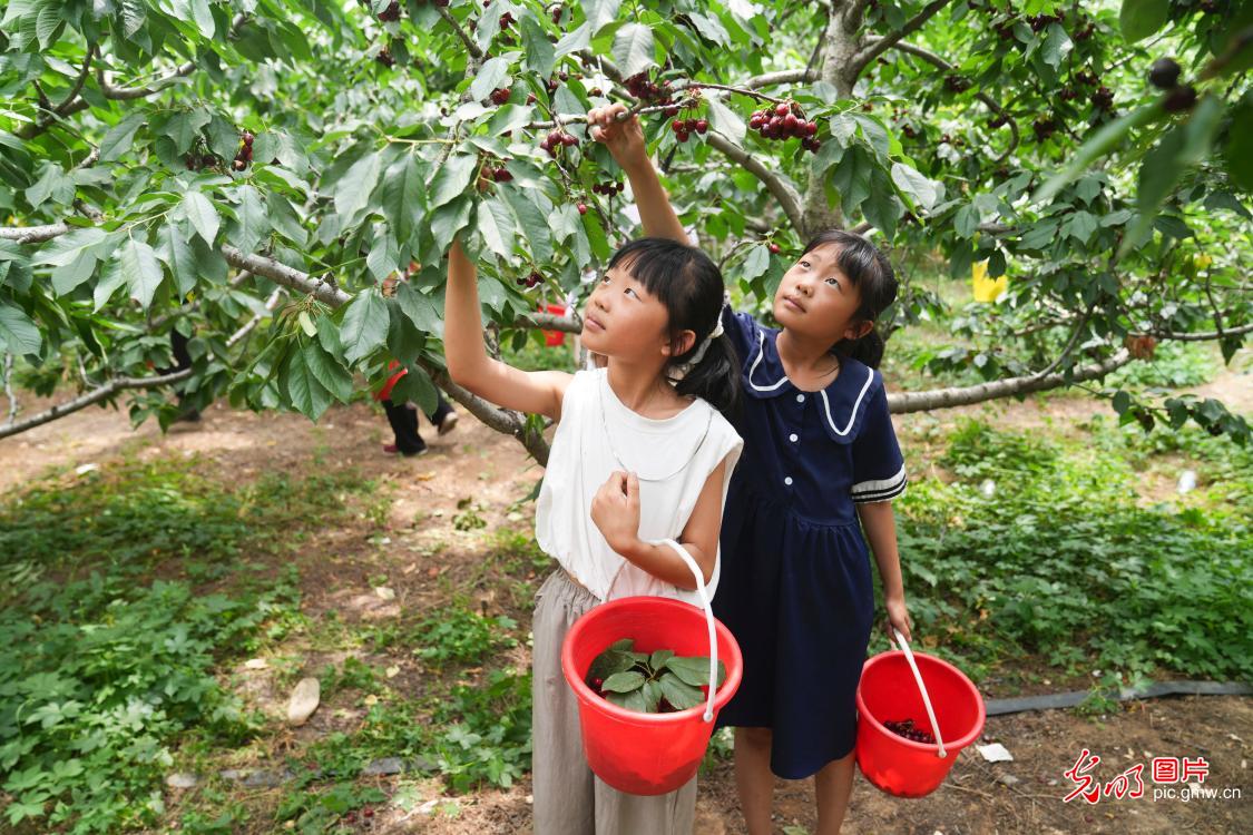 Fruit harvested in E China's Shandong