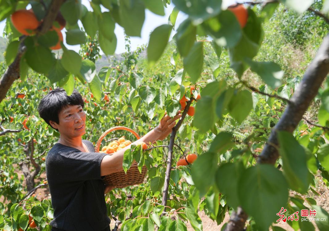 Fruit harvested in E China's Shandong