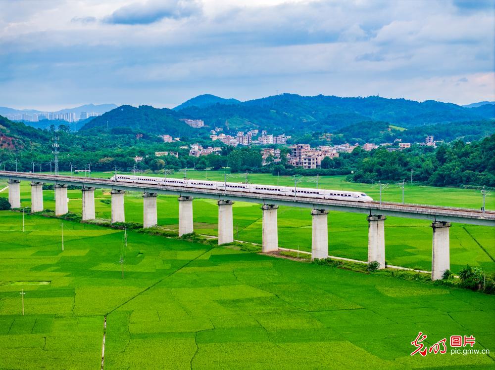 High-speed train race through green rice field
