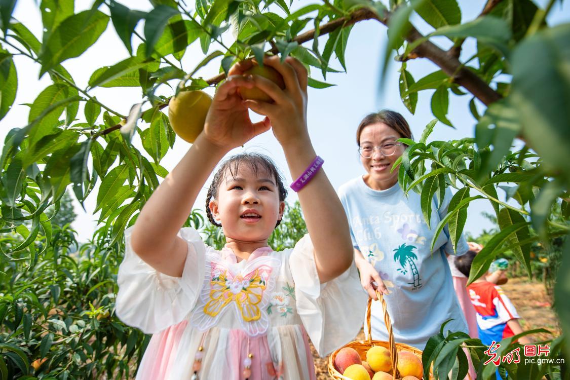 Weekend fruit picking gaining popularity across China's orchards