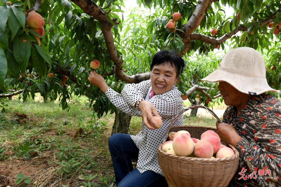 Weekend fruit picking gaining popularity across China's orchards
