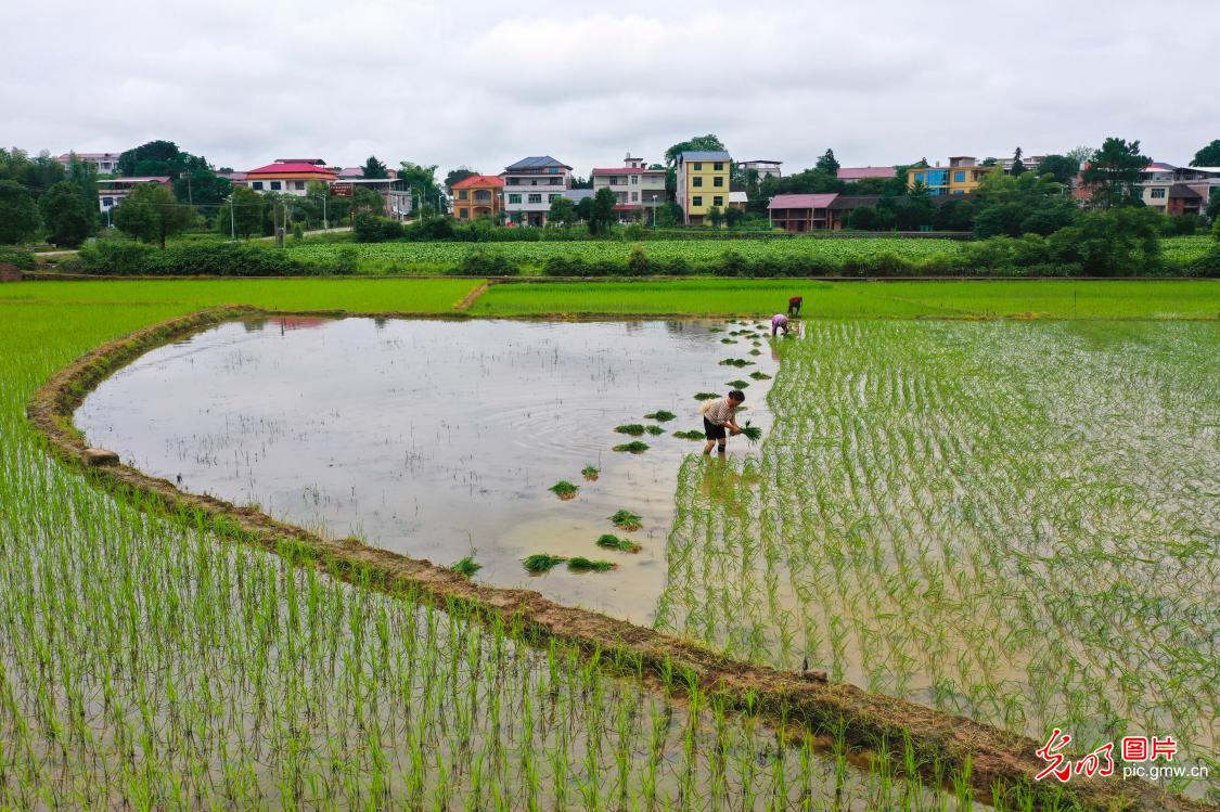 Farmers across China start planting rice during summer season