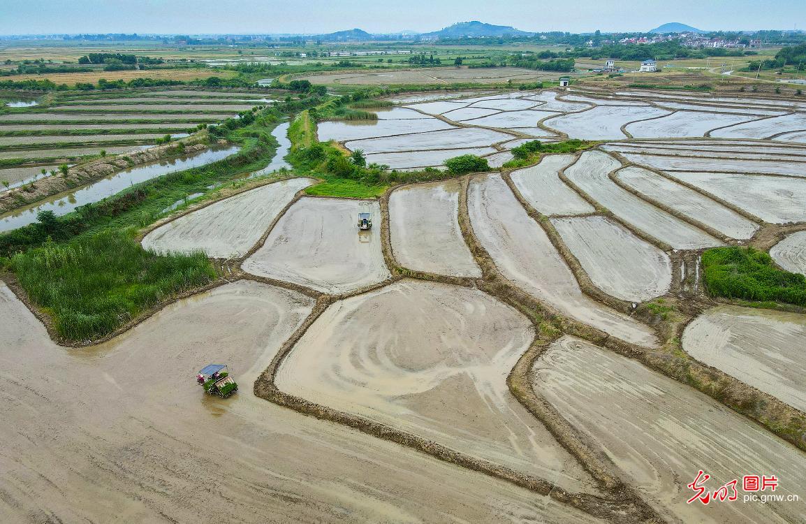 Farmers across China start planting rice during summer season