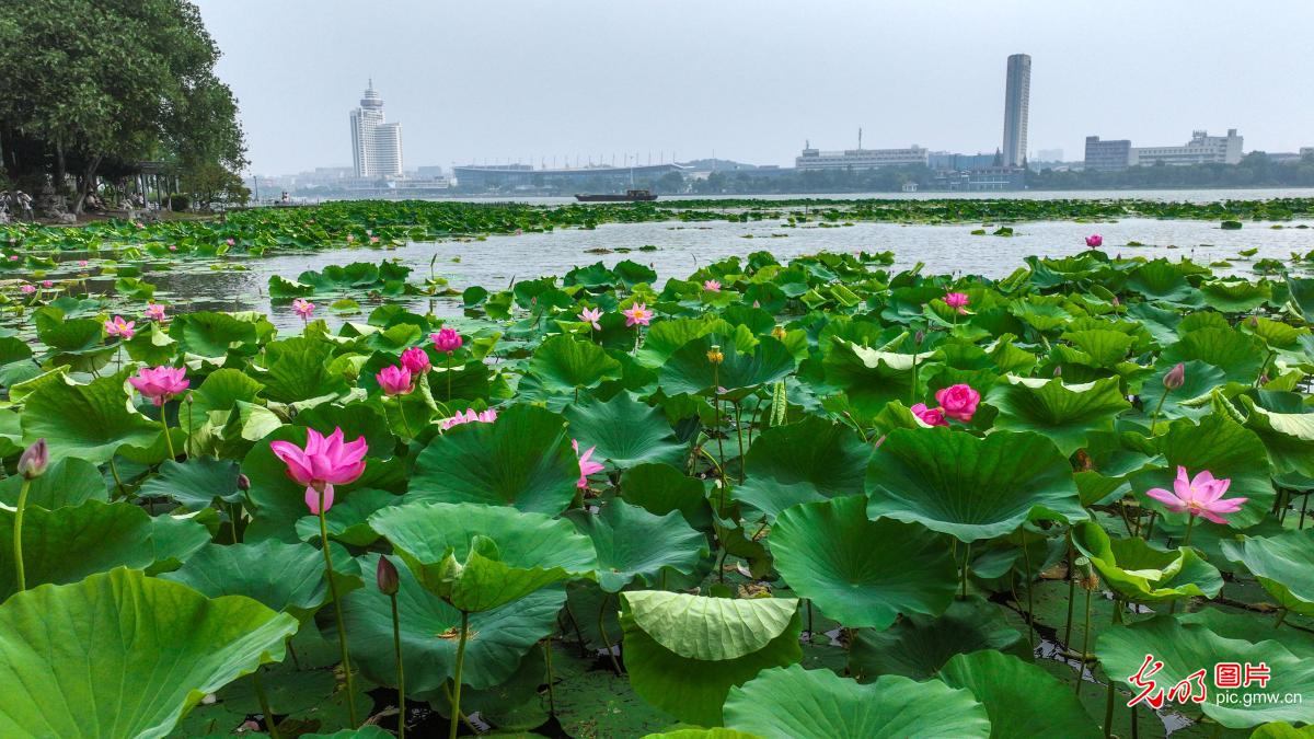 Xuanwu Lake Lotus Festival in E China's Jiangsu