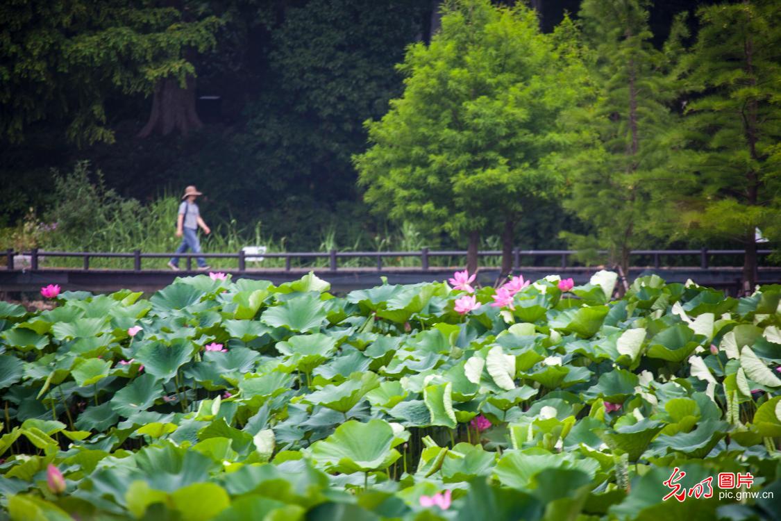 Xuanwu Lake Lotus Festival in E China's Jiangsu